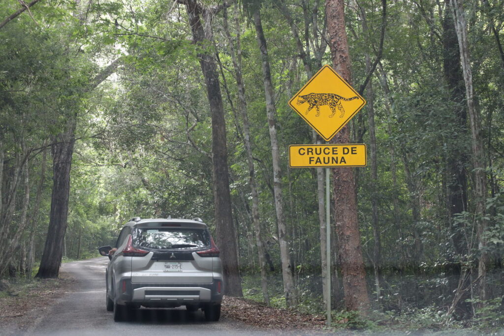 Road through the Calakmul Biosphere Reserve in Mexico – jungle drive to the Maya ruins