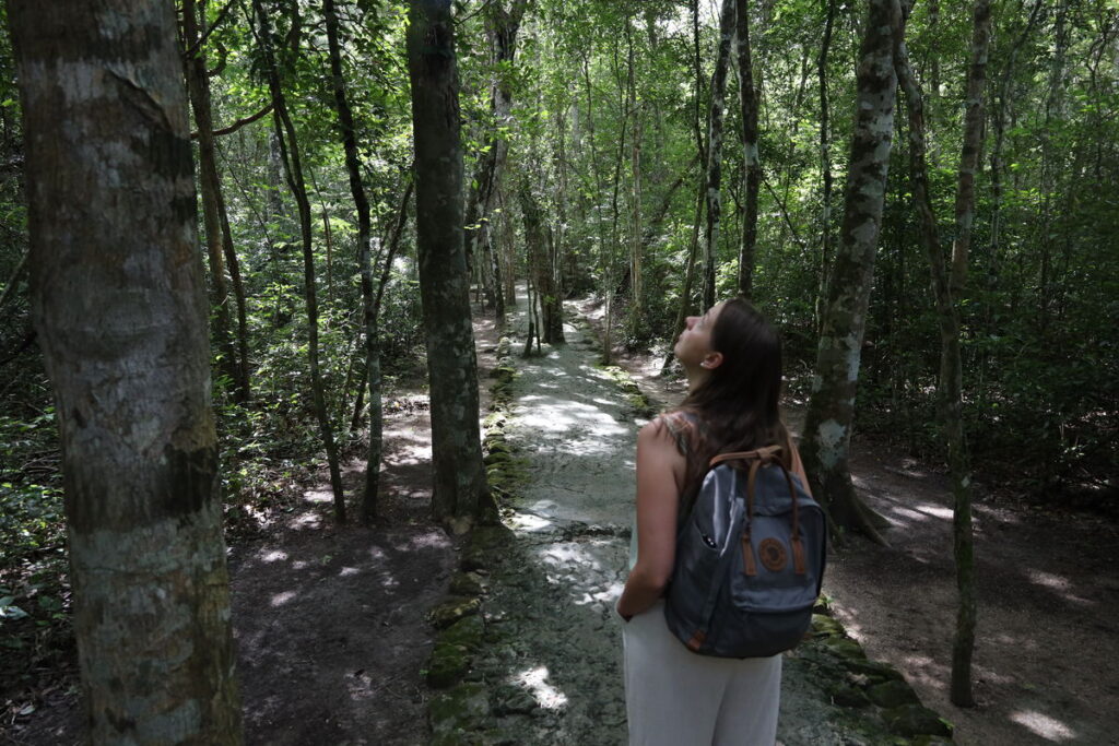 Jungle pathway leading into the Calakmul ruins in Mexico – dense forest and roots