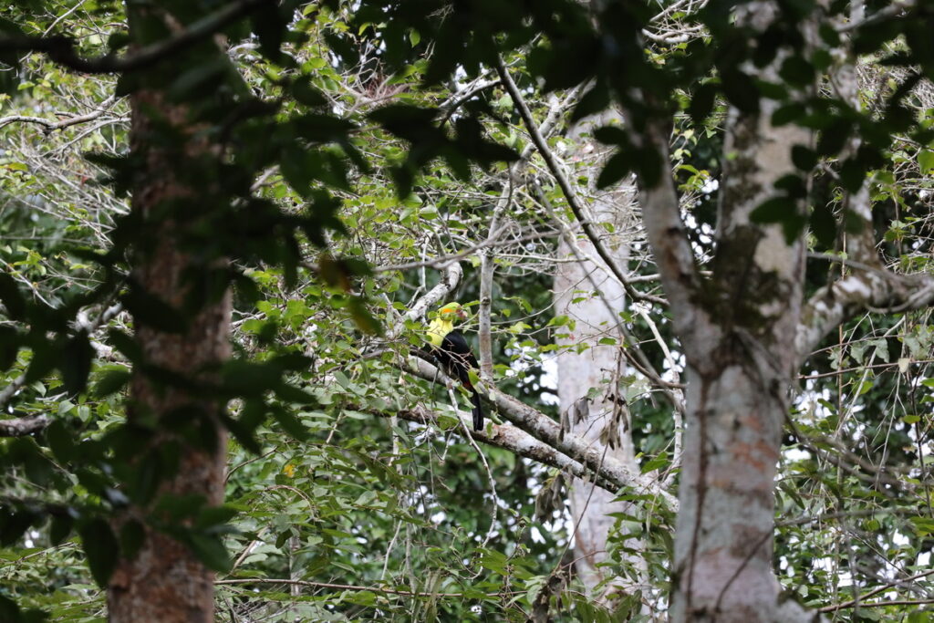 Toucans resting in the jungle canopy at Calakmul Mexico – wildlife encounter
