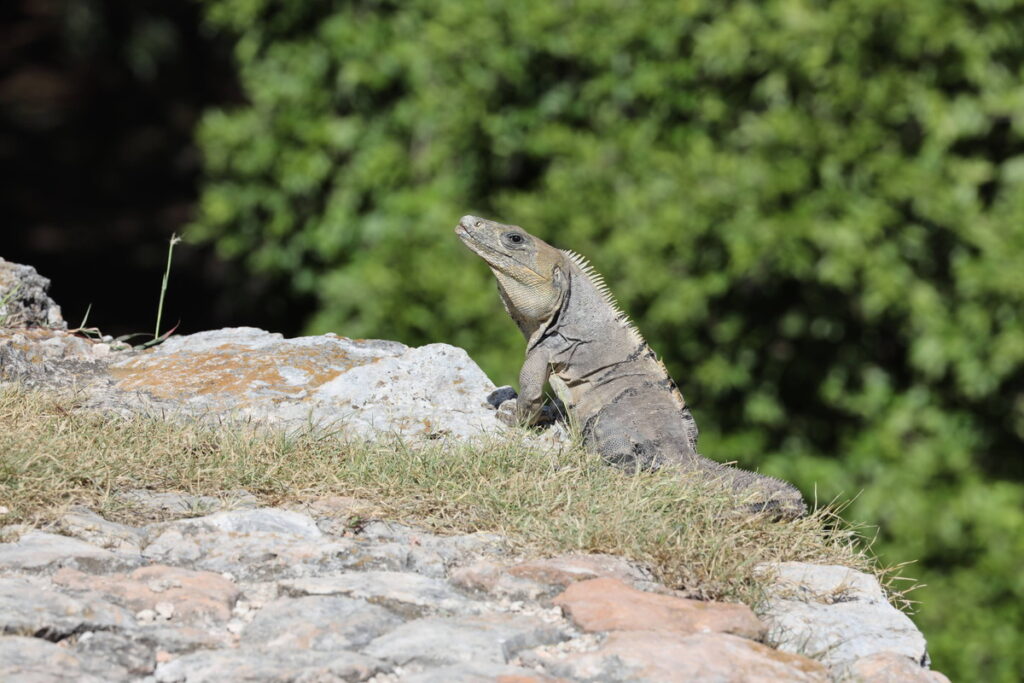 Temple of the Iguanas at Uxmal Mexico – Mayan ruins surrounded by Yucatan wildlife