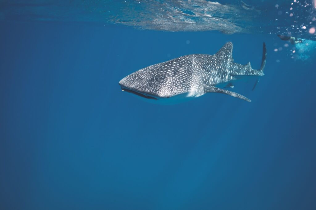 Whale shark swimming under crystal clear water of ocean near surface under sunlights